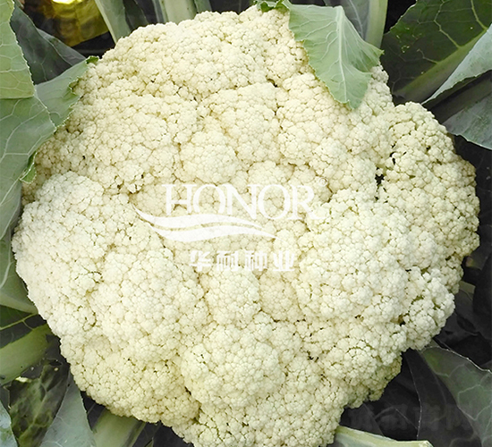 華耐松花100-花菜種子-華耐種業(yè)