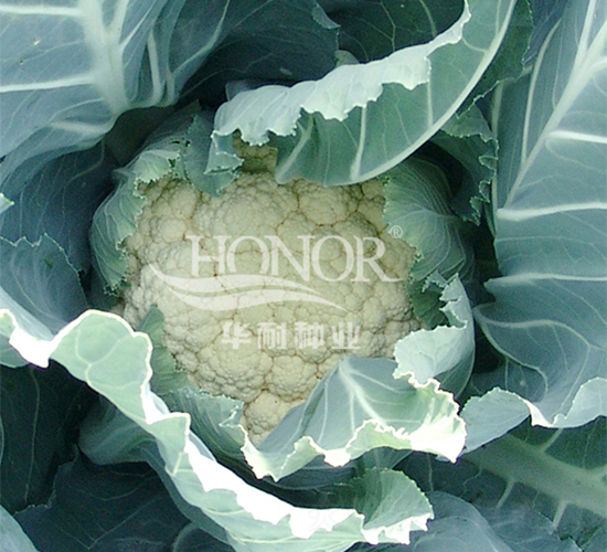 雪盤-花菜種子-華耐種業(yè)