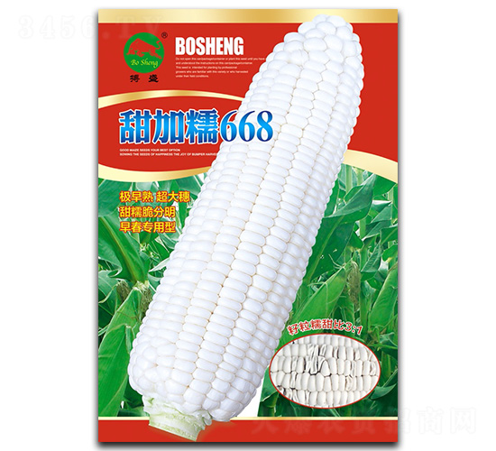 甜加糯668-玉米種子-搏盛種業(yè)