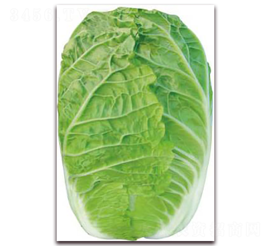 �Č�-�ײ˷N��-�����o(j��)