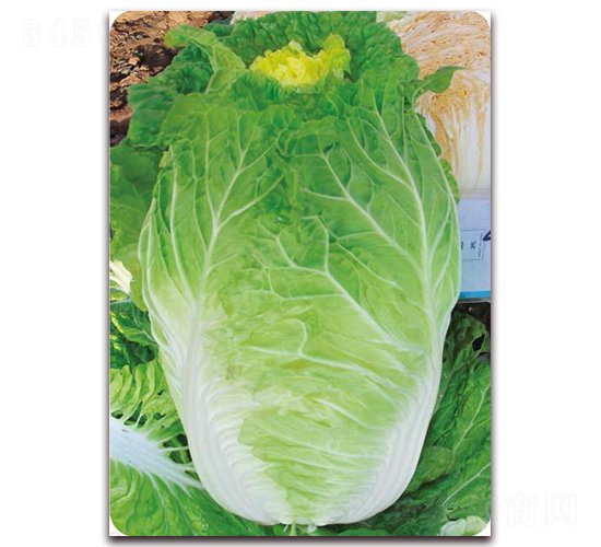 �������-�ײ˷N��-�����o(j��)