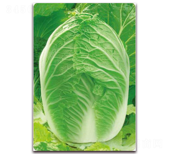 ����7̖(h��o)-�ײ˷N��-�����o(j��)