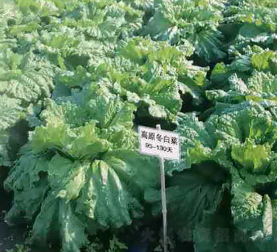 ��ԭ���ײ�-�ײ˷N��-�����o(j��)