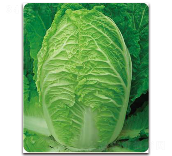 金春60-白菜種子-新世紀(jì)