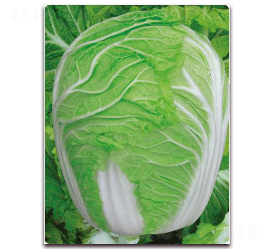 �r(n��ng)���F��-�ײ˷N��-�����o(j��)