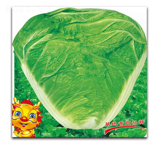 秦白新二號(hào)-白菜種子-新世紀(jì)
