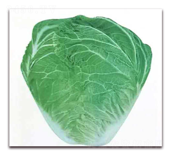 神獅新二號(hào)-白菜種子-新世紀(jì)