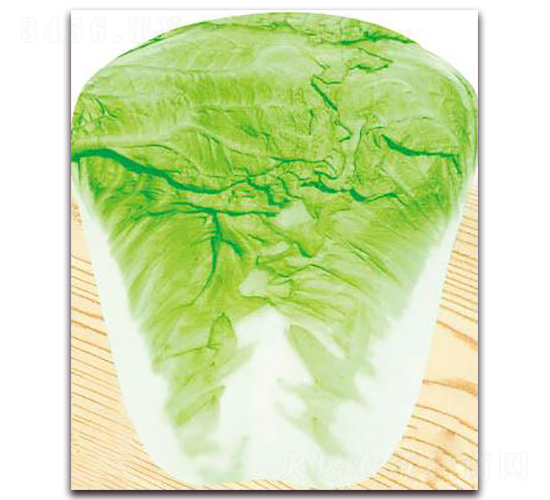 神獅120-白菜種子-新世紀(jì)