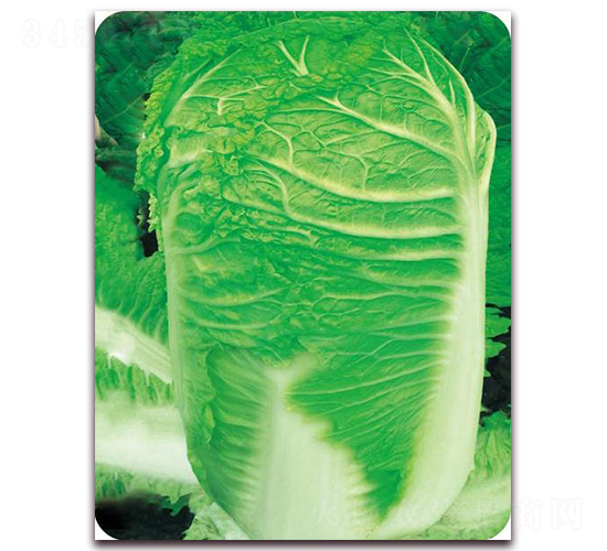 神州五號(hào)-白菜種子-新世紀(jì)