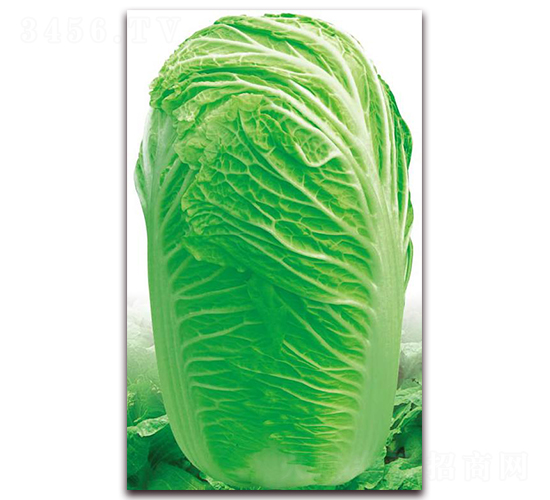 神州九號(hào)-白菜種子-新世紀(jì)