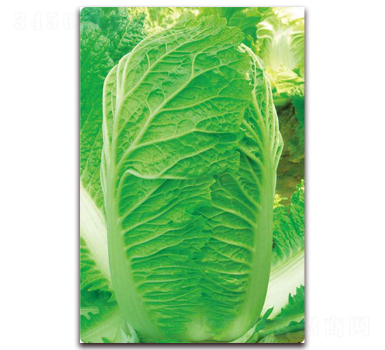 神獅三號-白菜種子-新世紀(jì)