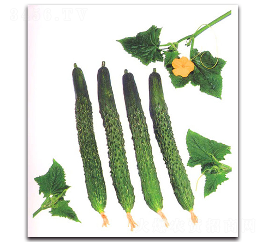 長(zhǎng)形四葉黃瓜-黃瓜種子-農(nóng)播王