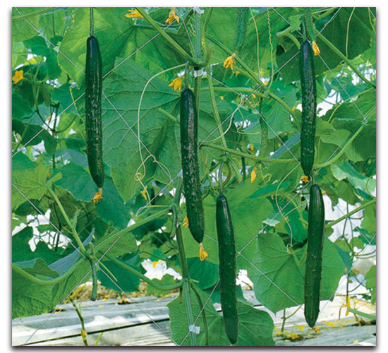 南海三號(hào)-黃瓜種子-農(nóng)播王