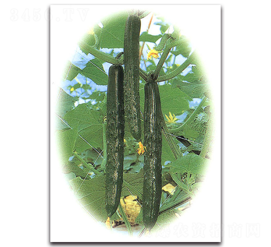 綠蕭二號(hào)-黃瓜種子-農(nóng)播王