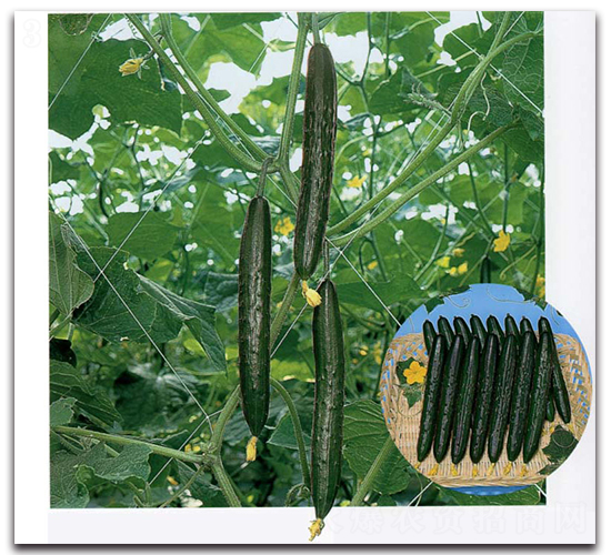 寒香-黃瓜種子-農(nóng)播王