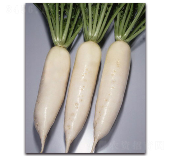 雷霆一號-蘿卜種子-農(nóng)播王