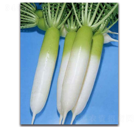 真冬躍進-蘿卜種子-農(nóng)播王