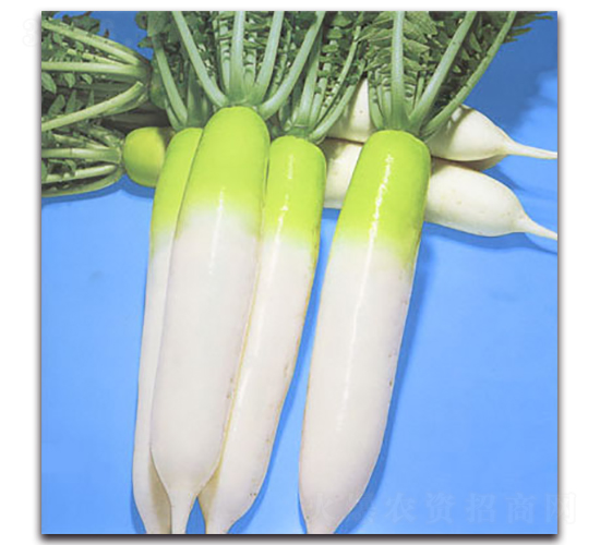 夏躍進-蘿卜種子-農(nóng)播王