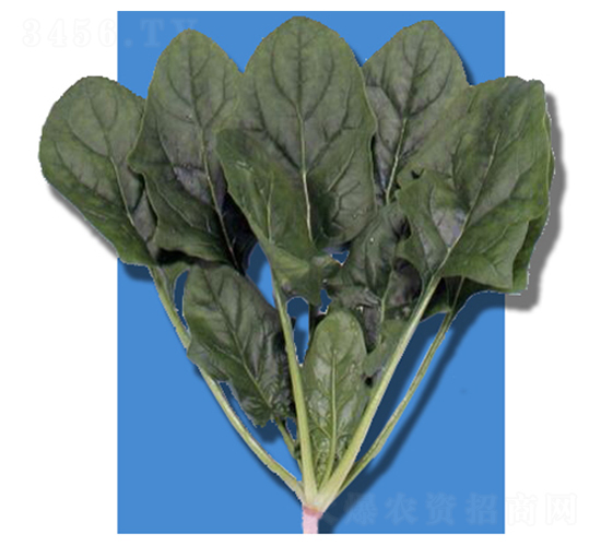 ����-���˷N��-�r����