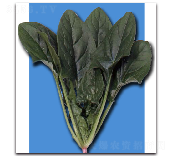 金剛-菠菜種子-農(nóng)播王