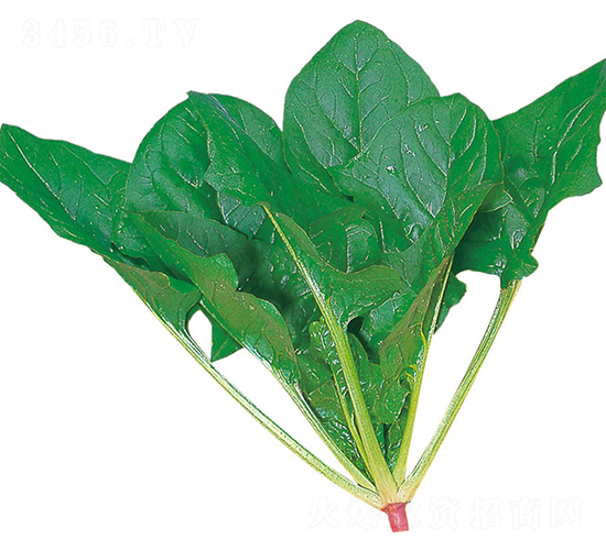 北極-菠菜種子-農(nóng)播王