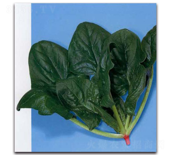 北豐-菠菜種子-農(nóng)播王