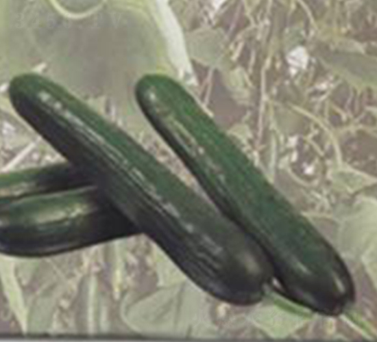 碧玉-黃瓜種子-魯種