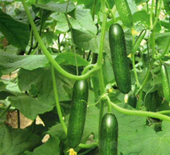 歐寶-黃瓜種子-魯種