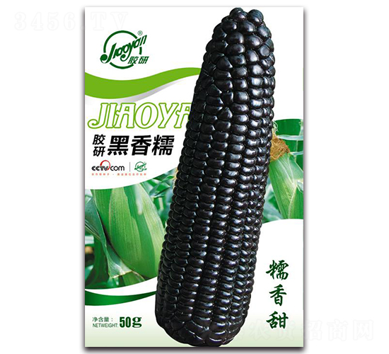 膠研黑香糯-糯玉米種子-膠研