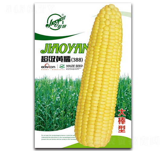超級(jí)黃糯（388）-糯玉米種子-膠研