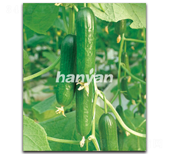 漢研迷你1號-黃瓜種子-漢研