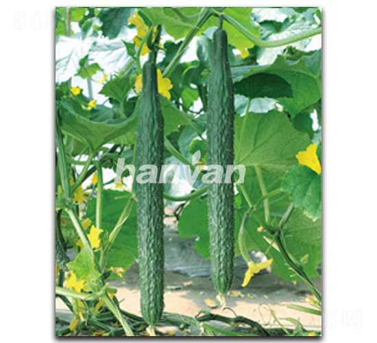 漢研10號-黃瓜種子-漢研