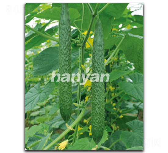 �h��11̖-�S�ϷN��-�h��