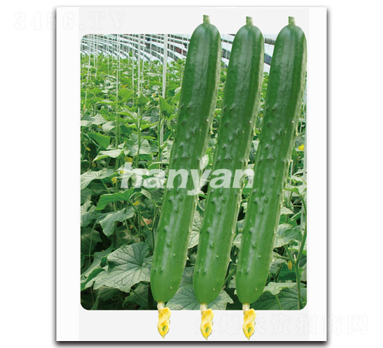 �h��һ̖-�S�ϷN��-�h��