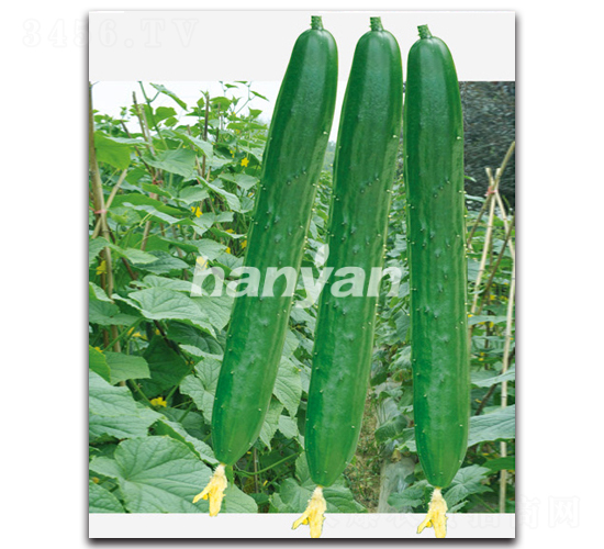 �h���̖-�S�ϷN��-�h��