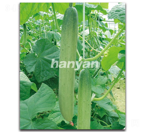 �h�K�y��-�S�ϷN��-�h��