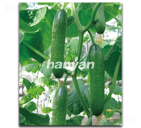 �h������2̖(h��o)-�S�ϷN��-�h��