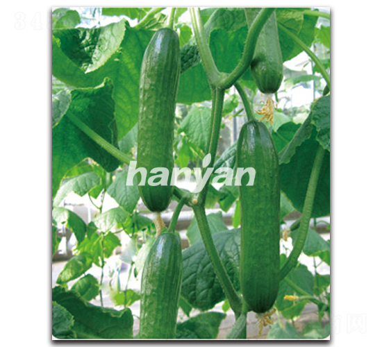 �h������6̖(h��o)-�S�ϷN��-�h��