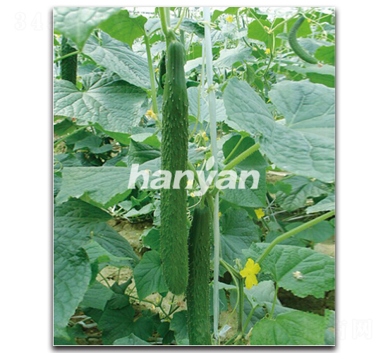 �h�д���-�S�ϷN��-�h��