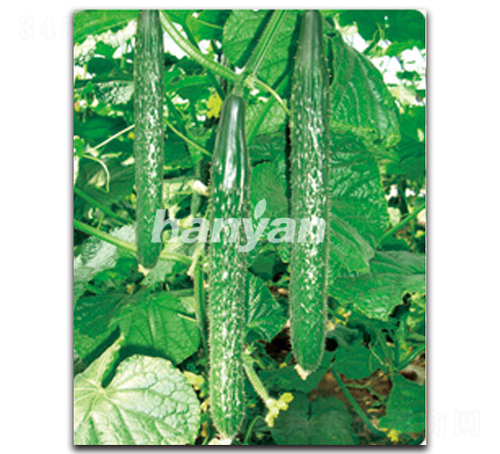 �h��8̖(h��o)-�S�ϷN��-�h��