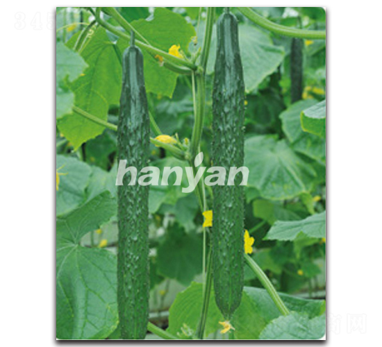 �h��9̖-�S�ϷN��-�h��