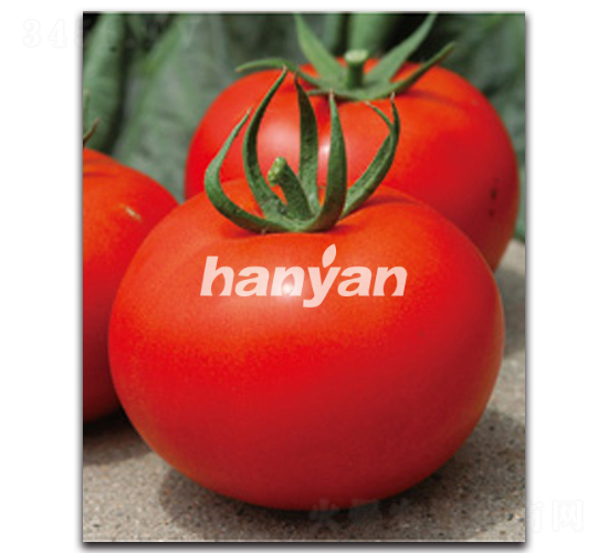 漢盈六號-番茄種子-漢研