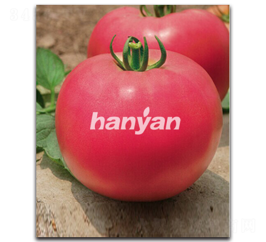 �h��һ̖-���ѷN��-�h��