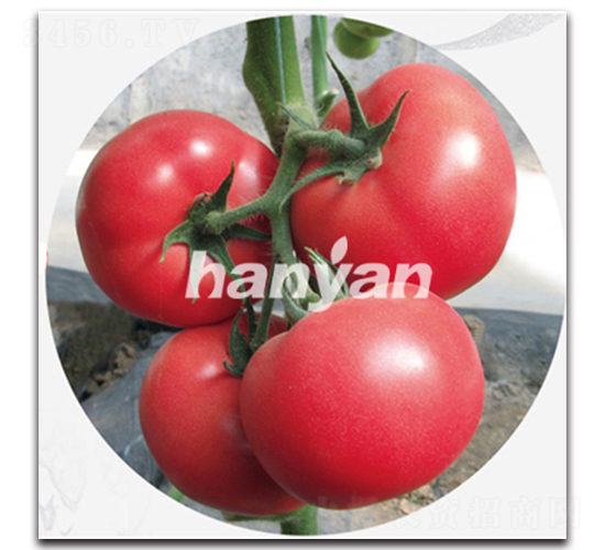 漢琪一號(hào)-番茄種子-漢研