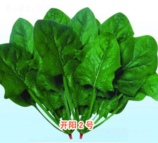 開陽2號(hào)-菠菜種子-魯種