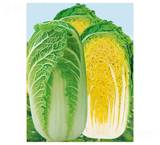 ����3̖(h��o)-�ײ˷N��-���N