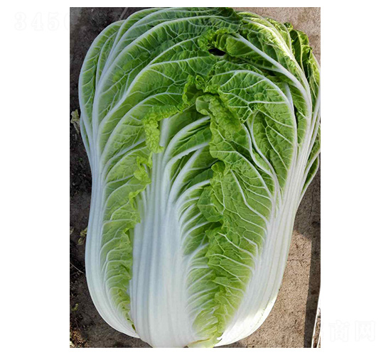 ȫ��5̖-�ײ˷N��-���N