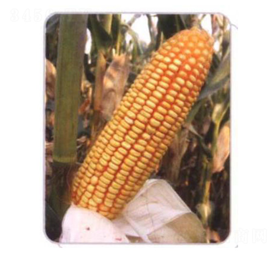 LZ06-玉米種子-魯種