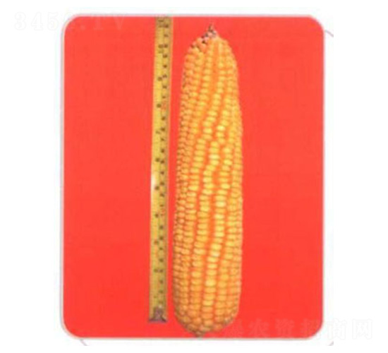 LZ05-玉米種子-魯種