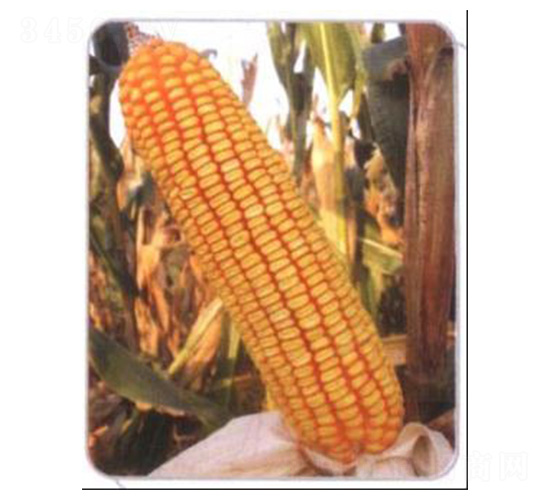 LZ01-玉米種子-魯種